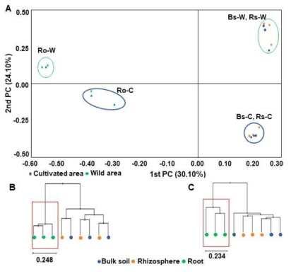 Principal coordinates analysis (PCoA) of bacterial microbiota (A) and UPGMA clustering based on Bray-Curtis dissimilarity in (B) wild and (C) cultivated areas using relative abundance of all OTUs. The red box shows the cluster formed exclusively by roots of both wild and cultivated plants