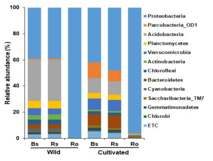 Comparative analysis of bacterial composition and relative abundance at the phylum taxonomic level in bulk soil (Bs), rhizosphere soil (Rs), and root (Ro) of plants collected from wild and cultivated area. Phyla with relative abundances more than 1% in at least one compartment were selected and compared. Phyla with relative abundances less than 1% were referred as “ETC”