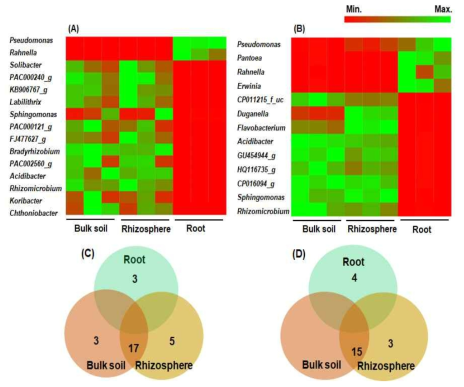 Comparison of relative abundance of bacteria at genus level in bulk soil, rhizosphere, and root of alpine modest primrose plants. The bacterial genera with more than 1% relative abundance in each compartment of wild (A) and cultivated (B) habitats were selected for comparison. The Venn diagrams show unique or shared genera of bacterial microbiota with relative abundance above 1% in each compartment of wild (C) and cultivated (D) areas