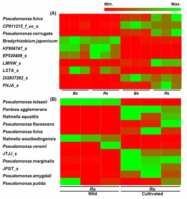 Heat map analysis for comparison of bacterial community at species level in respective plant compartments: (A) bulk soil (Bs) and rhizosphere (Rs) and (B) roots (Ro) of alpine modest primrose plants from wild and cultivated habitats