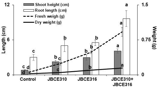 The effect of Leifsonia lichenia JBCE310, Chryseobacterium piperi JBCE316 and their combination on the growth of Primula malacoides. Seeds were treated with each bacterium and sown in horticultural soil. The growth performance was analyzed by measuring the shoot and root length, and fresh and dry weight of plants after 10 weeks of sowing. The data are represented as mean±standard deviation and same letters indicate no significant difference at P=0.05