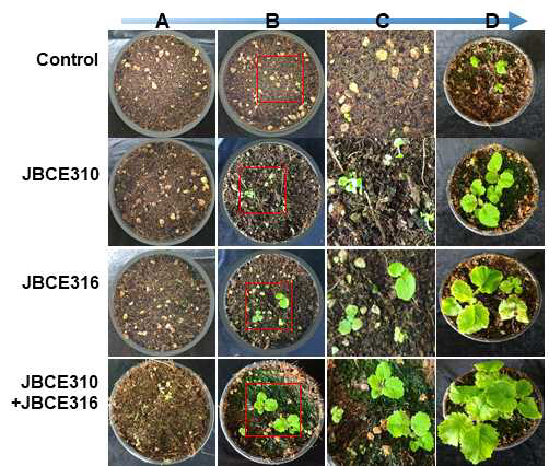 The effect Leifsonia lichenia JBCE310, Chryseobacterium piperi JBCE316 and their combination on the germination and growth of Primula malacoides. Seeds were coated with each bacterium and sown in pots with horticultural soil. The germination was recorded at (A) 2 weeks and (B) 5 weeks after sowing. (C) Magnified image of the inset of 5 weeks after sowing and (D) seedlings at 10 weeks after sowing