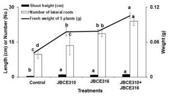 . 측근의 수와 생체중은 균을 혼합하여 처리하였을 경우 각각의 균을 처리한 것에 비해 of Arabidopsis. Seeds of Arabidopsis thaliana Col-0 were treated with 107 cfu/ml bacterial suspension of each bacterium and grown on half-strength MS medium. The growth performance was measured 14-days after treatment. The data are represented as mean±standard deviation and bars with same letter do not differ significantly at P=0.05