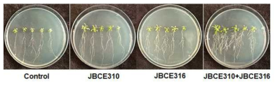 The effect Leifsonia lichenia JBCE310 and Chryseobacterium piperi JBCE316 individually and in combination on the growth of Arabidopsis thaliana Col-0. Seeds of Arabidopsis Col-0 were coated with each bacterium or combination and grown on half-strength MS medium. The growth performance was analyzed by measuring the root length, shoot length, number of lateral roots, and fresh weight of 14-day-old plants