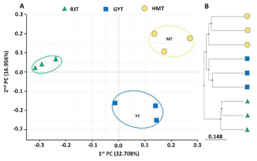 Principal coordinates analysis (PCoA) of bacterial microbiota (A) and UPGMA clustering based on Bray-Curtis dissimilarity (B). Bacterial communities from rhizosphere soil of greenhouse at rooting and juvenile tuber stage (JT), growing and young tuber stage (YT), harvesting and mature tuber stage (MT) were compared using relative abundance of all OTUs