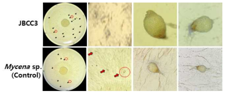 Effect of bacterialisolate on the Mycenasp.Jinan-1 in the germination of Gastrodiaeletaseeds. eaf extract of Q. acutissimaand 1% soil extract, and a 10μL of the suspension of JBCC3 (1×103 cfu/mL) was dropped on the fungalplug (A) and M. purpureofuscawithout bacteria as control (B). The plates werincubated at 24℃ for 8 weeks after sowing