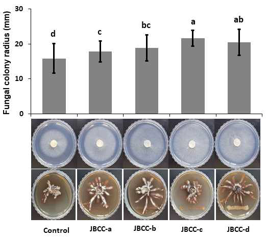 Growth of Mycena sp. mycelia by bacterial isolates. A plug of the fungal mycelia was inoculated in the center of the 50% PDA plate and a 10 μl droplet of bacterial suspension (102 cfu/ml) was dropped onto the fungal plug. Sterile distilled water was used as control. The inoculated plates were cultivated at 25℃ and photos were taken 10 days after incubation. Data represent mean±SD. Bars with same letter do not differ significantly at P=0.05