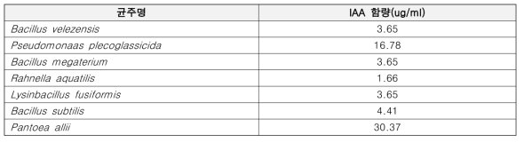 미생물 배양액 IAA 함량