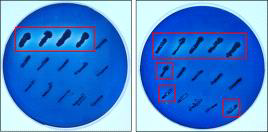 Analysis of cellulase activities on the agar plate containing trypan blue and carboxymethyl cellulose