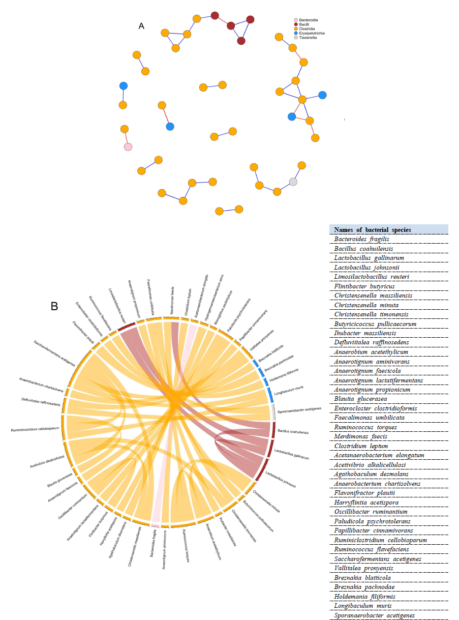 Network pattern (A) and chord diagram (B) of broilers’ cecal microbiota at the class level. Both network and chord diagrams network have been drawn based on Spearman’s rank correlation. The significance was set at p < 0.05 and the threshold of correlation was set as | r | = 0.65. In the network (A), the vertexes (circles) correspond to microbial species while the weight of the edges (segments) represents correlations between microbes. Positive correlations are colored in blue while negative correlations are colored in red. In the chord diagram (B), sectors represent the same species described in the network while the thickness of the links is proportional to correlations