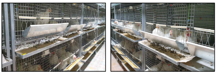 Broiler chickens in animal rooms which were housed in battery cages