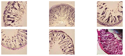 Intestinal image showing villi deformation regardless of experimental treatments. These deformations appeared to be due to the storage conditions of samples in which these samples would have been frozen during storage