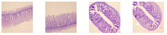 Intestinal images with the intact structure of the villi. The samples were used to train the method prior to using the intestinal samples shown in Fig. 120. The samples were from our old study but had been stored at room temperature for a long time