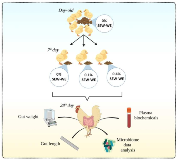 Study design. Treatments are described as follows: 0% SEW-WE, chicks fed with the control diet; 0.1% SEW-WE, chicks fed with the control diet supplemented with 0.1% of SEW-WE; 0.4% SEW-WE, chicks fed with the control diet supplemented with 0.4% of SEW-WE