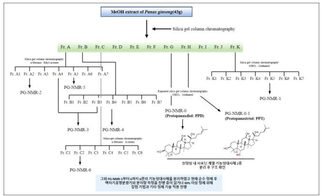 활성산양삼의 메탄올 추출물로부터 실리카겔 칼럼 크로마토그래피 분리 및 기타 정제 기법을 활용한 기능성대사체 분리 모식도.