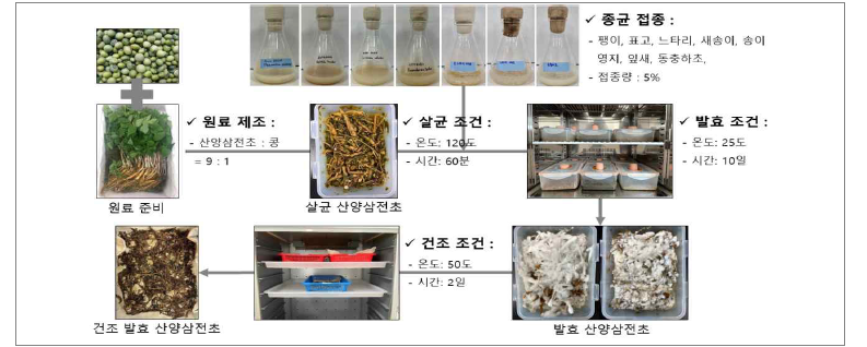 산양삼 전초의 버섯균사체 이용 제조과정.