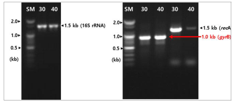 균주 IDCK30과 IDCK40의 16S rRNA, recA 및 gyrB 유전자 PCR 결과.