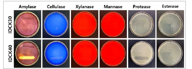 균주 IDCK30과 IDCK40의 세포 외 분해효소 활성.