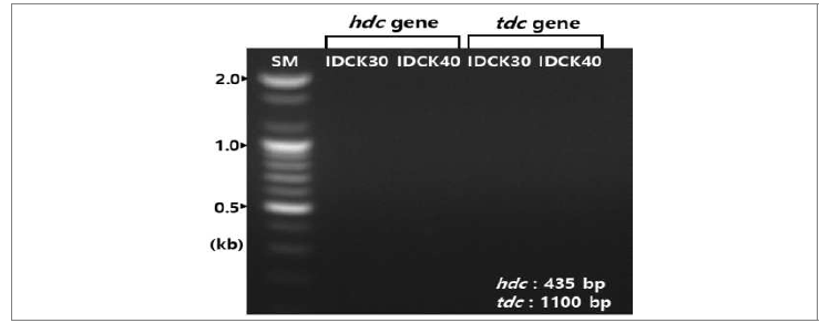 균주 IDCK30과 IDCK40의 생물생성 아민 유전자 확인.