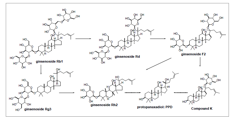 산양삼→활성산양삼(가공) 추출물에서 사포닌 기능성대사체(PPD type) 전환과정 모식 도