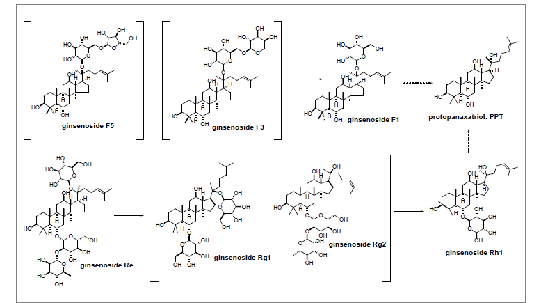 산양삼→활성산양삼(가공) 추출물에서 사포닌 기능성대사체(PPT type) 전환과정 모 식도