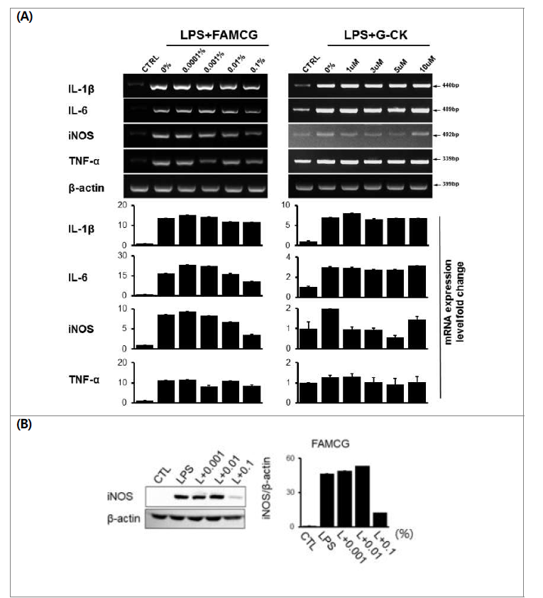 활성산양삼 추출액의 염증인자 발현 조절 (A) 유전자 발현 (B) iNOS 단백발 현