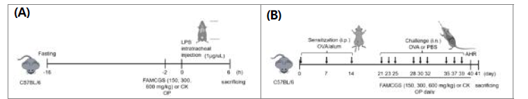 급성폐손상 동물모델(A), 알레르기천식 동물모델(B) 제작 과정