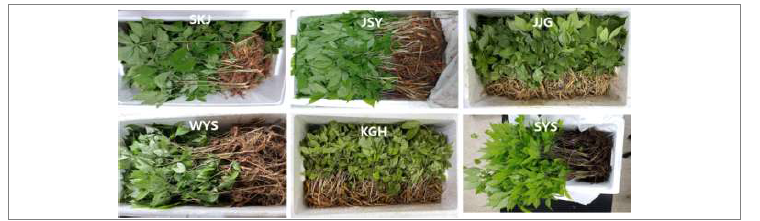 재배 지역별 산양삼 시료.