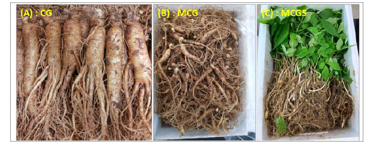 인삼(A, CG), 산양삼(B, MCG) 및 산양삼 전초(C, MCGS)의 시료.