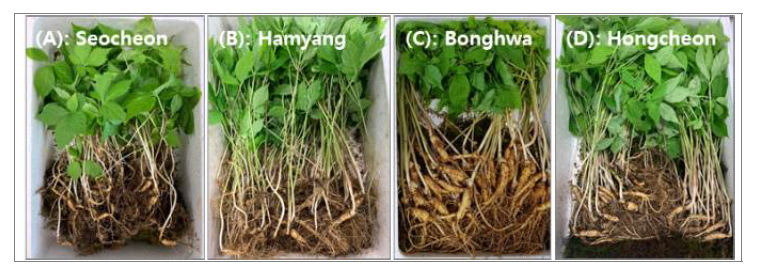 산양삼 전초의 재배 지역별 시료. (A) 서천; (B) 함양; (C) 봉화; 및 (D) 홍천.