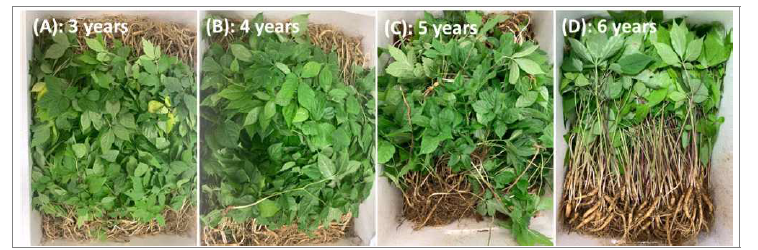 산양삼 전초의 생육 연수별 시료. (A) 3년; (B) 4년; (C) 5년 및 (D) 6년.