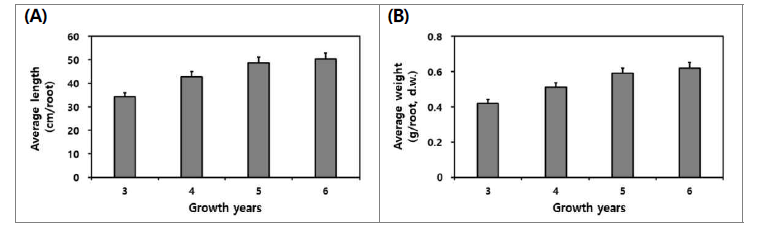 생육 연수별 산양삼 전초의 길이 (A)와 건조 중량 (B).