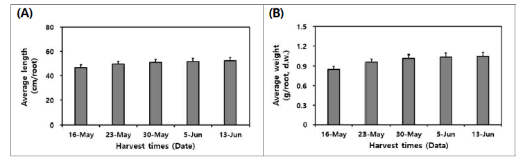 수확 시기별 산양삼 전초(백전면)의 길이 (A)와 건조 중량 (B).