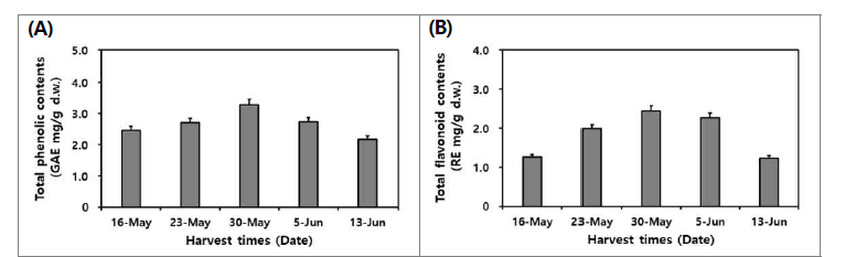 수확 시기별 산양삼 전초(백전면)의 총 phenolics (A) 및 총 flavonoids 함량 비교.