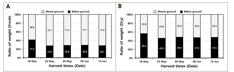 수확 시기별 산양삼(백전면) 지상부와 지하부의 무게 비율. (A) 생체 중량 및 (B) 건조 중량.