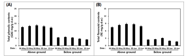 수확 시기별 산양삼(백전면) 지상부와 지하부의 총 phenolics (A) 및 총 flavonoids 함량 비 교.