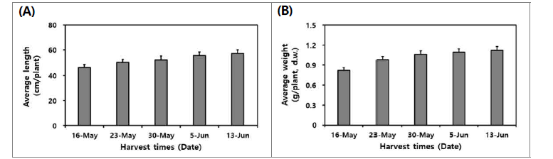 수확 시기별 산양삼 전초(서하면)의 길이 (A)와 건조 중량 (B).