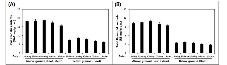 수확 시기별 산양삼(서하면) 지상부와 지하부의 총 phenolics (A) 및 총 flavonoids 함 량 비교
