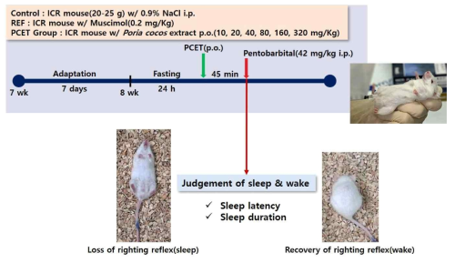 Pentobarbital 유도 수면시험 개념도. Pentobarbital 복강내 주사로 수면 유도한 마우스에서 복령 추출물의 경구 섭취 농도에 따른 수면 잠복기와 수면 시간의 측정