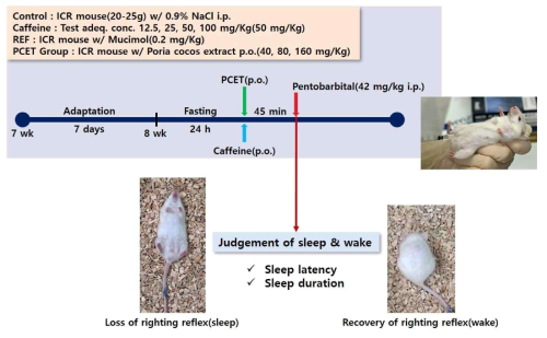 카페인 유도 각성 촉진 동물모델에서 복령 추출물의 각성 억제 유효성 평가 개념도. Pentobarbital 복강내 주사로 수면 유도한 마우스에서 수면 방해를 위한 카페인과 농도가 다른 복령 추출물의 경구 섭취 따른 수면 잠복기와 수면 시간의 측정