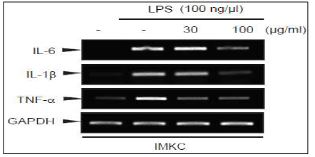 구실잣밤 잎 추출물 cytokines(IL-6, IL-1β, TNF-α) 생성 억제 실험 결과