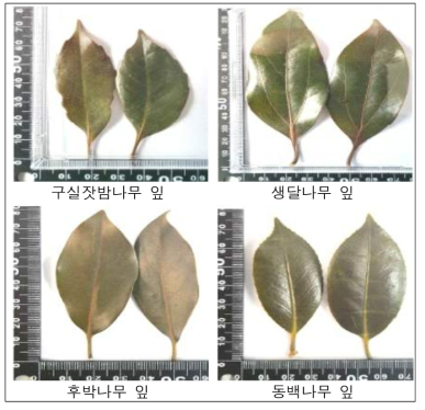 난대성수종 (구실잣밤, 샌달, 후박, 동백) 잎 유전자 분석 시료