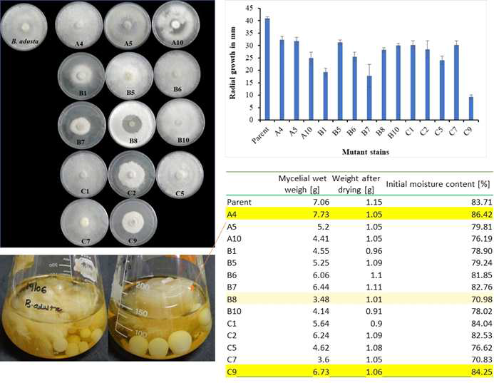 선택된 돌연변이 균주의 방사형 및 성장 및 균사 밀도 비교