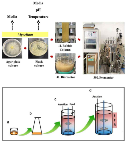 대용량 균사체 배양공정 개발을 위한 배양규모 증가 모식도
