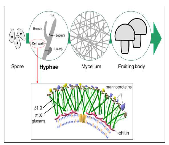 균사체의 세포벽 구성 성분