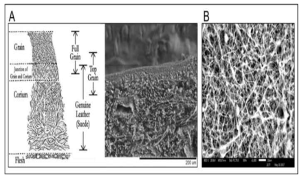 (A) 동물가죽과 (B) 버섯 균사체 의 미세구조