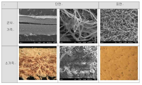 일반 가죽 및 버섯 균사 가죽의 특성 비교