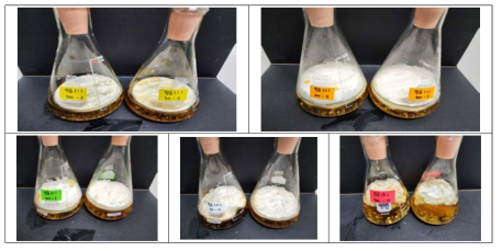 우량균주 액체배지 (삼각플라스크, 300㎖)내 균막형성 특성 조사