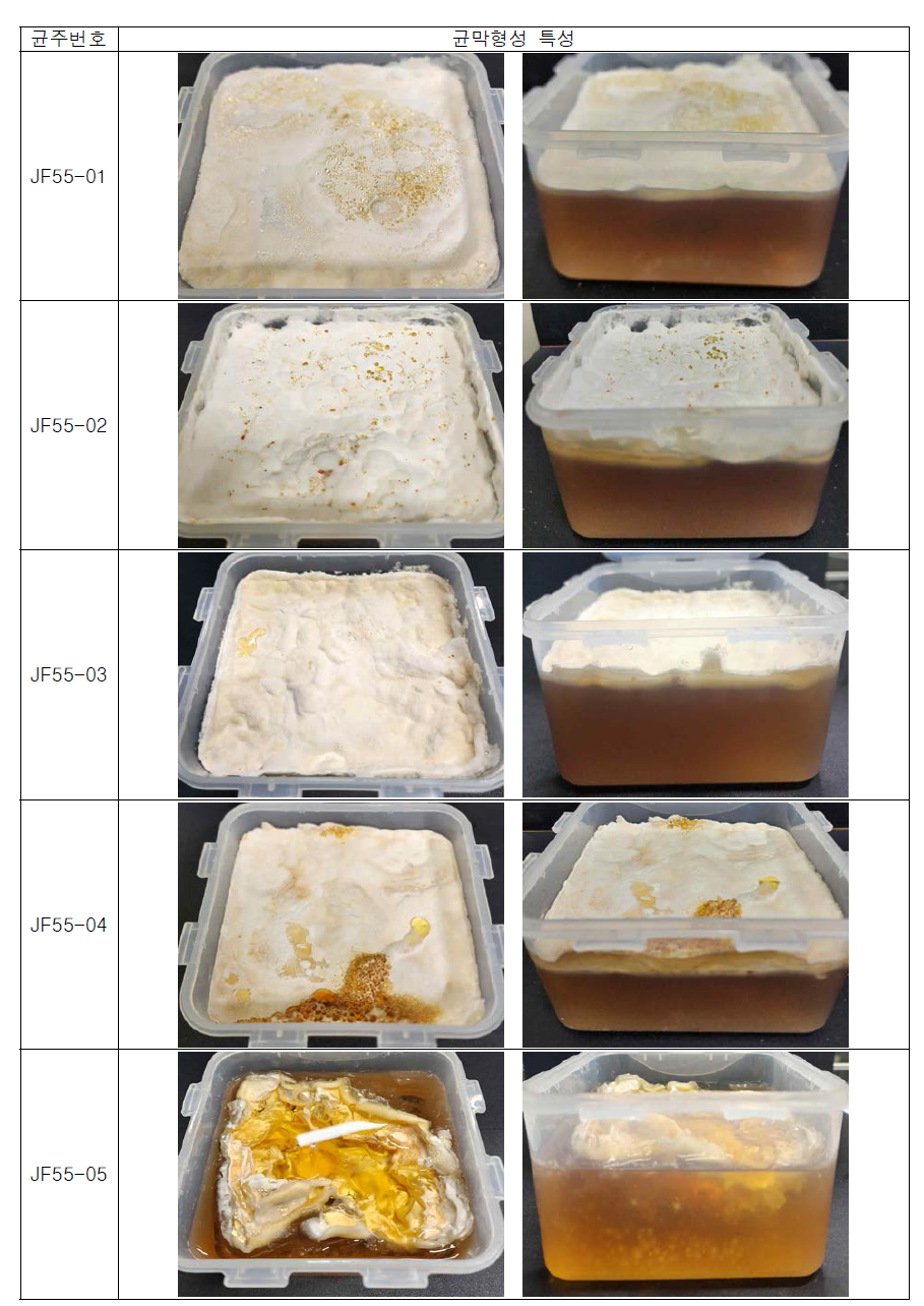 우량균주 액체배지 (사각용기, 25*25cm)내 균막형성 특성 조사