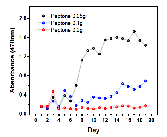 Peptone 농도 변화에 따른 red pigment 생성량